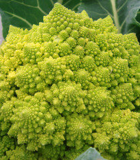 Brokolica Romanesco - Brassica oleracea L. - semiačka - 250 ks