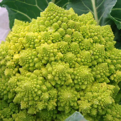 Brokolica Romanesco - Brassica oleracea L. - semiačka - 250 ks