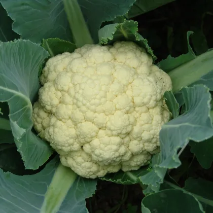 Karfiol skorý Beta - Brassica oleracea convar. botrys - semiačka - 150 ks