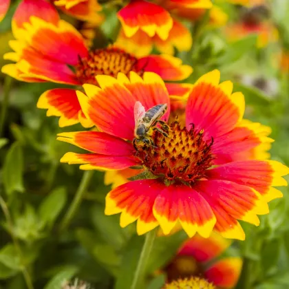 Kokarda osinatá veľkokvetá zmes - Gaillardia aristata - predaj semien trvaliek - 0,3 g