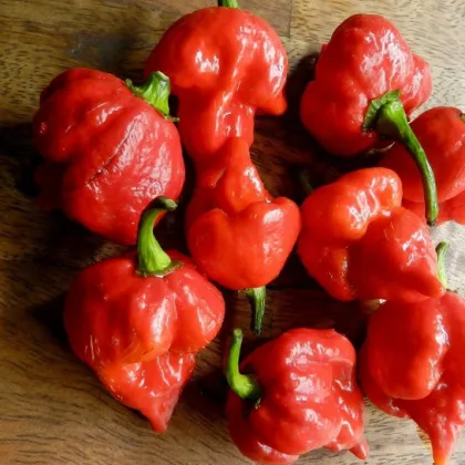 Chilli Trinidad Scorpion Butch - Capsicum chinense - predaj semien - 5 ks