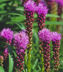 Liatra klasnatá fialová Floristan Violet - trvalka Liatris spicata - semená liatry - 20 ks