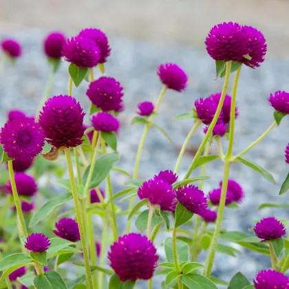 Gomfréna hlávkatá fialová - Gomphrena globosa - predaj semien letničiek - 25 ks