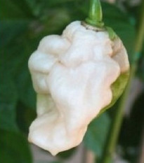 Chilli Bhut jolokia biele - Capsicum chinense - predaj semien - 5 ks