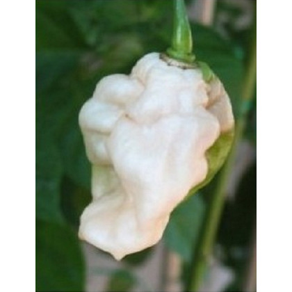 Chilli Bhut jolokia biele - Capsicum chinense - predaj semien - 5 ks