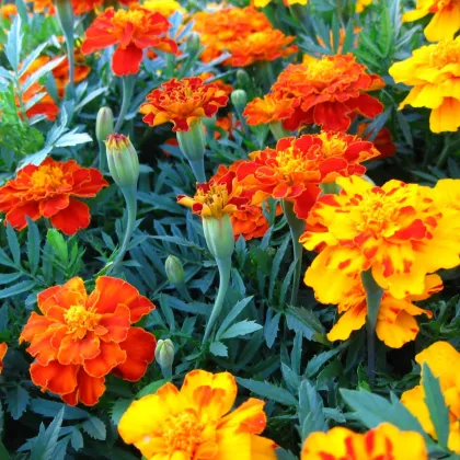 Aksamietnica rozložitá Bolero - Tagetes patula nana - predaj semien - 0,3 g