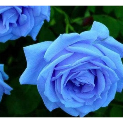 Ruža popínavá svetlo modrá - Rosa - predaj semien ruží - semená - 5 ks