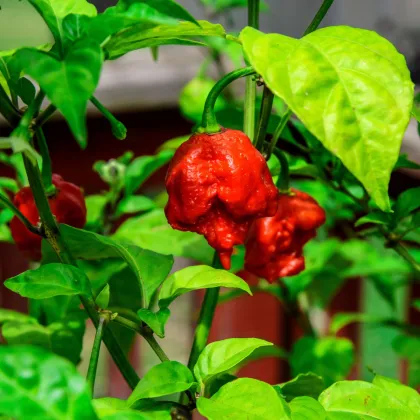 Chilli Carolina Reaper - Najštipľavejšie chilli sveta - Capsicum chinense - predaj semien - 5 ks