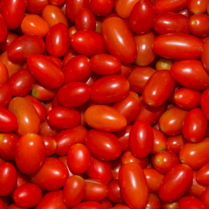 Paradajka Opalka - predaj semien paradajok - 7 ks