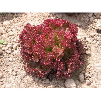 Šalát listový Crimson - Lactuca sativa L. - predaj semien šalátu - 300 ks
