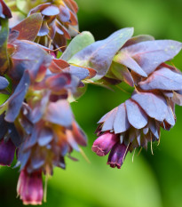 Voskovka väčšia - Cerinthe major purpurescens - predaj semien - 5 ks