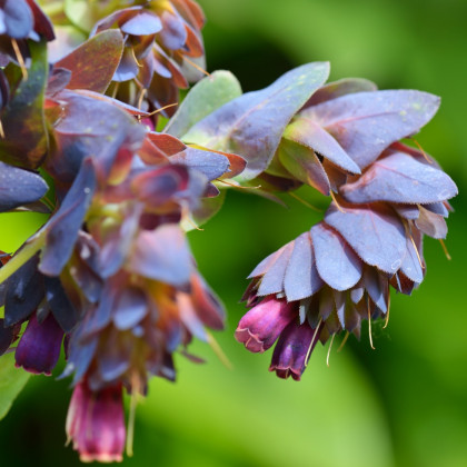 Voskovka väčšia - Cerinthe major purpurescens - predaj semien - 5 ks