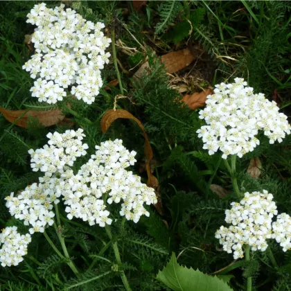 Rebríček obyčajný Yarrow - Achillea millefolium - predaj semien trvaliek - 200 ks