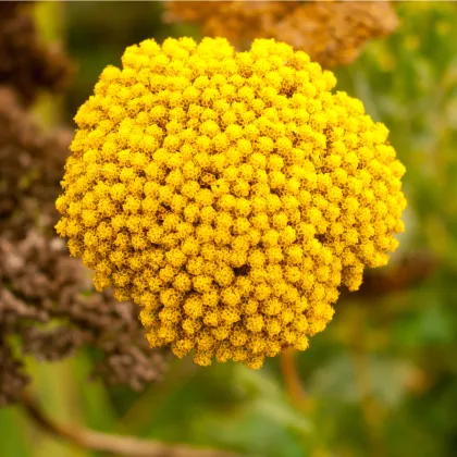 Rebríček túžobníkový Cloth of Gold - Achillea filipendula - predaj semien trvaliek - 800 ks