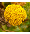 Rebríček túžobníkový Cloth of Gold - Achillea filipendula - predaj semien trvaliek - 800 ks