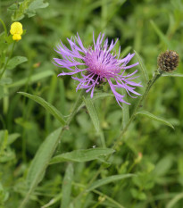 Nevädza Lesser Knapweed - Centaurea nigra - predaj trvaliek - 120 ks