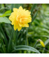 Narcis Golden Ducat - Narcissus - predaj cibuľovín - 3 ks