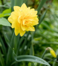 Narcis Golden Ducat - Narcissus - predaj cibuľovín - 3 ks