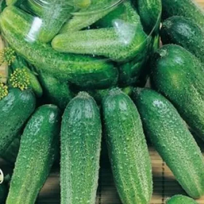 Uhorka Charlotte - cucumis  - uhorka siata - semená uhorky - 6 ks