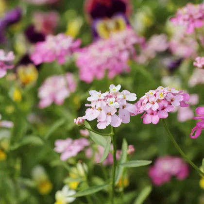 Iberka okolíkatá zmes farieb - Iberis umbellata - predaj semien - 100 ks