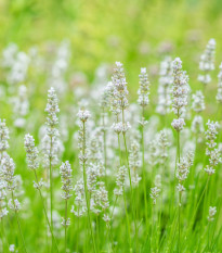 Levanduľa lekárska biela Ellegance Snow - Lavandula angustifolia - semená levandule - 15 ks