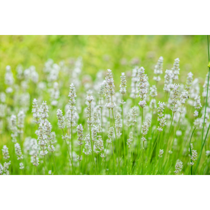 Levanduľa lekárska biela Ellegance Snow - Lavandula angustifolia - semená levandule - 15 ks