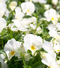 Sirôtka Schweizer Riesen Firnenschnee - Viola wittrockiana - predaj semien - 200 ks