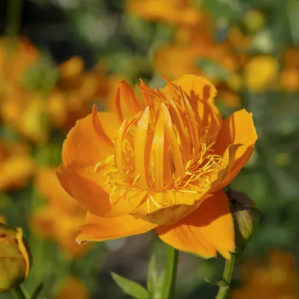 Upolín čínsky Gold queen - Trollius chinensis - predaj semien - 20 ks