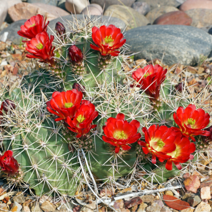 Semená kaktusov - Echinocereus triglochidiatus - 8 ks