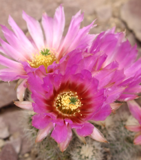 Semená kaktusov - Echinocereus reichenbachii - 8 ks