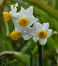 Narcis Canaliculatus - Narcissus - predaj cibuľovín - 3 ks