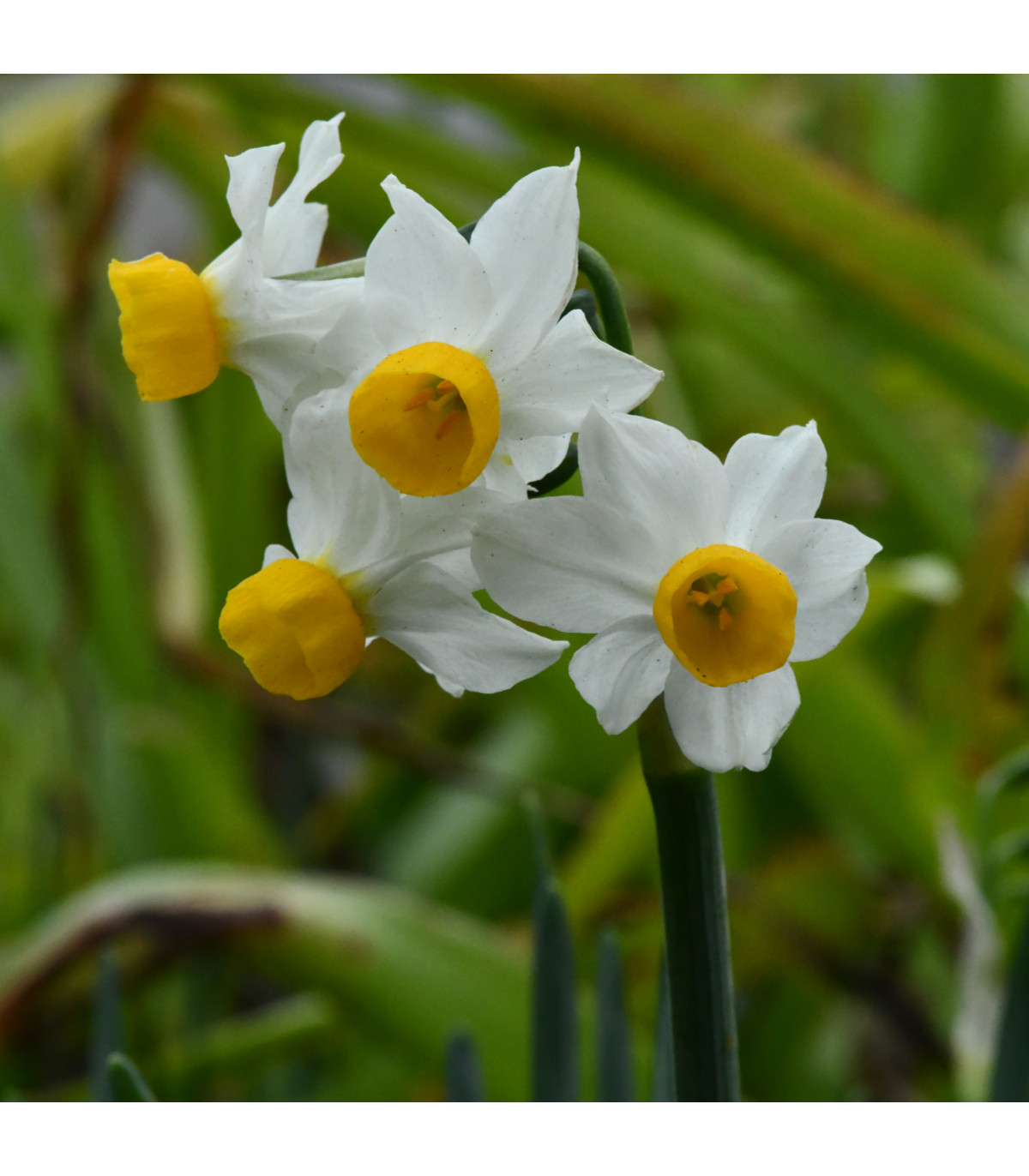 Narcis Canaliculatus - Narcissus - predaj cibuľovín - 3 ks