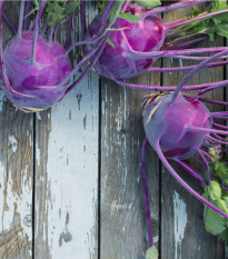 Kaleráb raný modrý Purple vienna - Brassica oleracea - predaj semien kalerábu - 100 ks