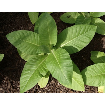 Tabak Kentucky - rastlina Nicotiana tabacum - semená tabaku - 20 ks