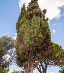 Cyprus portugalský - Cupressus lusitanica - semená - 7 ks