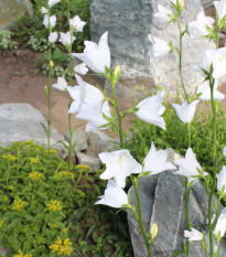 Zvonček broskyňolistý biely - Campanula persicifolia alba - predaj osiva - 300 ks