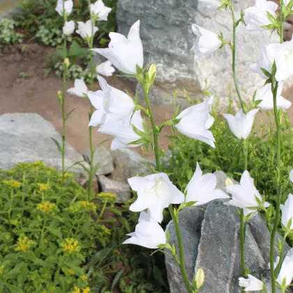 Zvonček broskyňolistý biely - Campanula persicifolia alba - predaj osiva - 300 ks