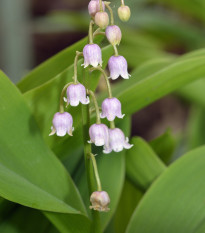 Konvalinka vonná ružová - Convallaria majalis - predaj voľnokorenných sadeníc - 1 ks