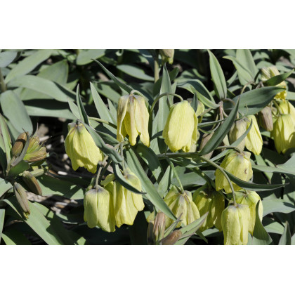Korunkovka Pontica - Fritillaria Pontica - predaj cibuľovín - 3 ks