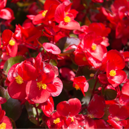 Begónia drobnokvetá červená - Begonia multiflora maxima - predaj cibuľovín - 2 ks