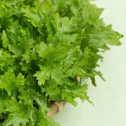 Horčica Wasabina - Brassica juncea - semená ázijskej zeleniny - 120 ks