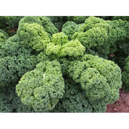 Kel kučeravý Husar - Brassica oleracea L. - semená kelu kučeravého - 0,5 g