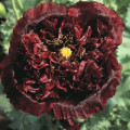 Mak Black Peony - Papaver somniferum - predaj semien - 150 ks