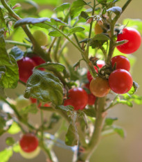 Paradajka Tiny Tim - Solanum lycopersicum - Semená rajčiaka - 7 ks