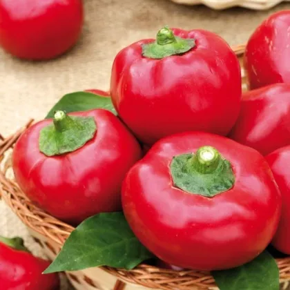 Paradajková paprika Topgirl - Capsicum annuum - semená papriky - 7 ks