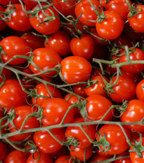 Paradajka Supersweet F1 - Solanum lycopersicum - Semená rajčiaka - 6 ks