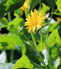 Silfia prerastená - Silphium perfoliatum - predaj semien - 8 ks