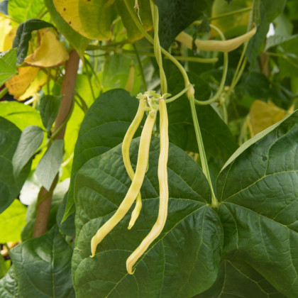 Fazuľa kolíková Neckargold - Phaseolus vulgaris - predaj semien fazule - 15 ks