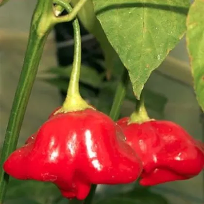 Chilli Mushroom červené - Capsicum Chinenses - predaj semien - 6 ks