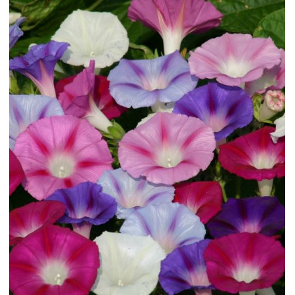 Povojník purpurový zmes farieb - Ipomoea purpurea - predaj semien - 25 ks